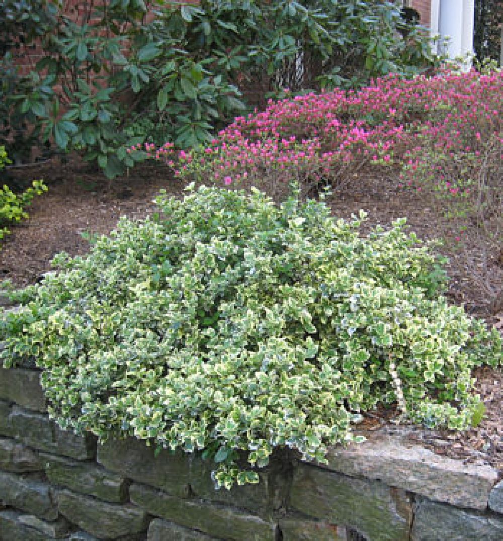 Brslen Fortuneův (Euonymus fortunei) Brslen Fortuneův (Euonymus fortunei)
