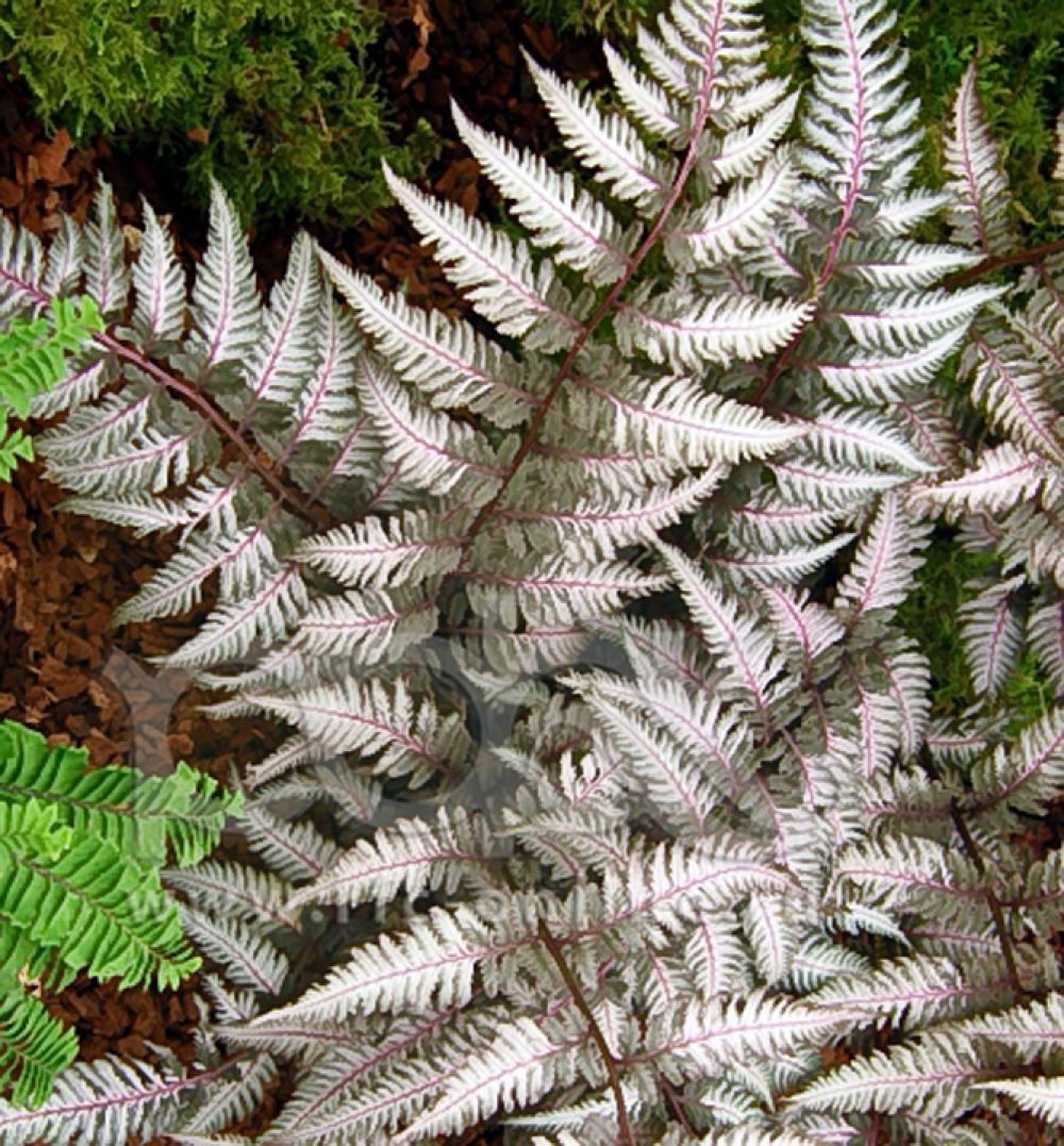 Papratka samičí (Athyrium filix-femina)