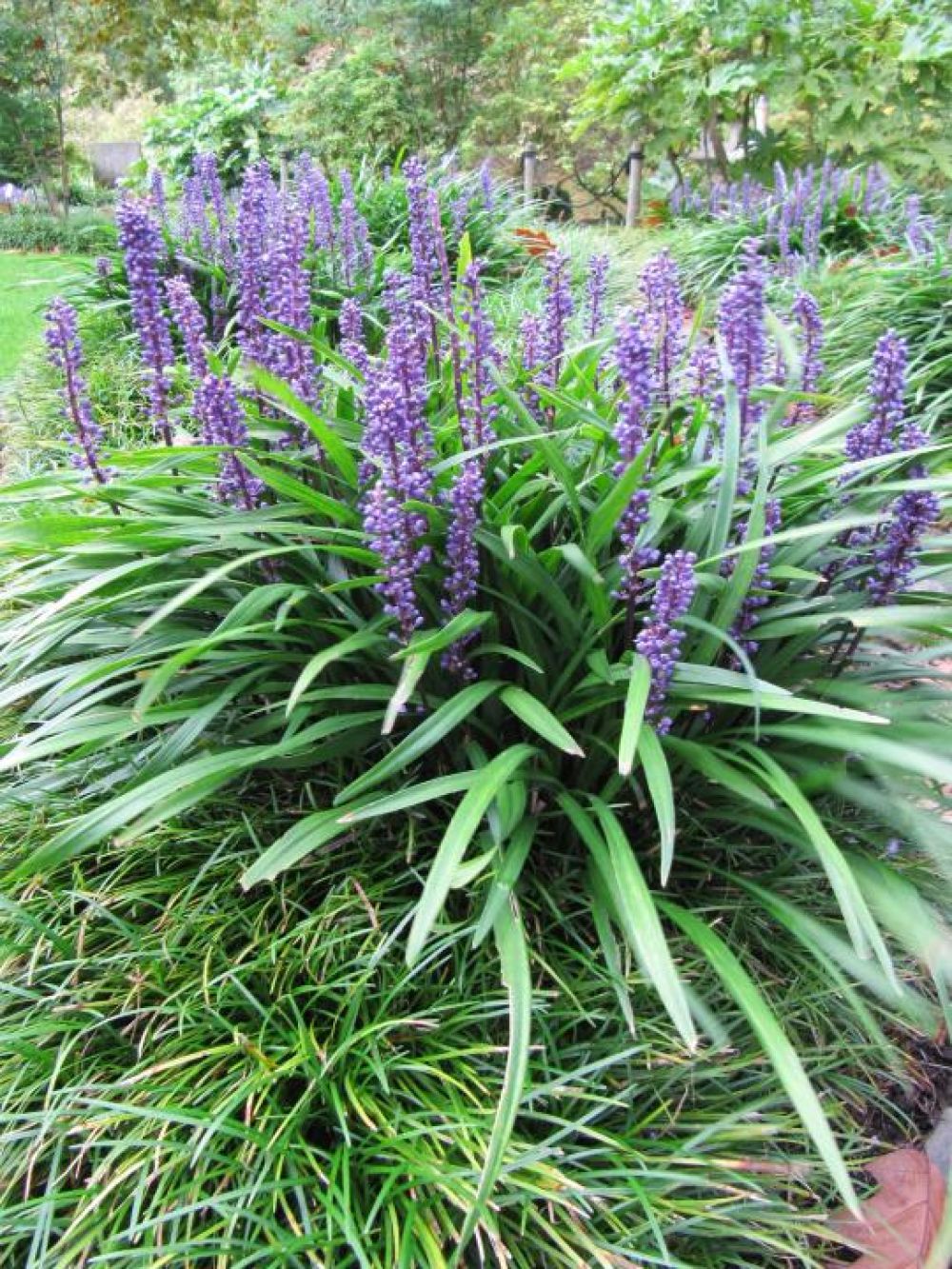 Liriope muscari ´Big blue´
