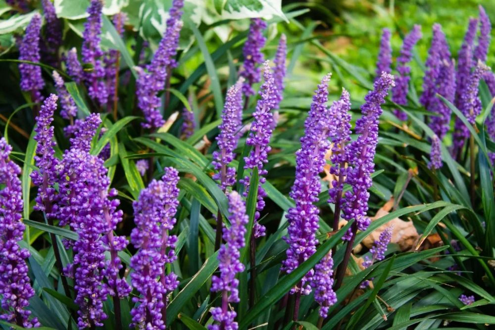 Liriope muscari ´Big blue´
