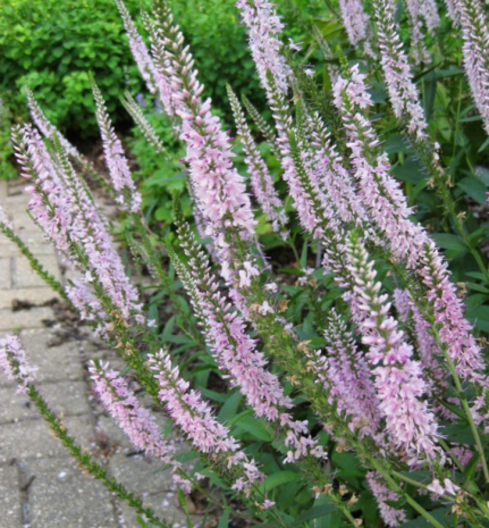 Veronica longifolia ´First Choice´