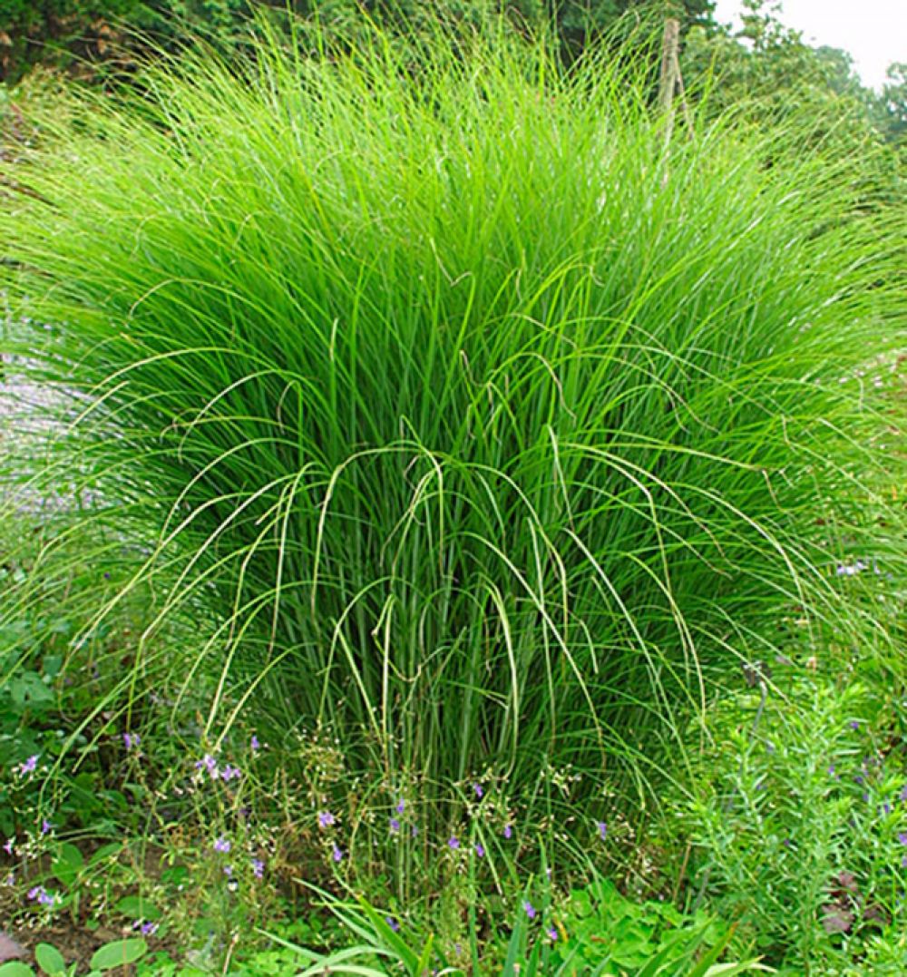 Ozdobnice čínská